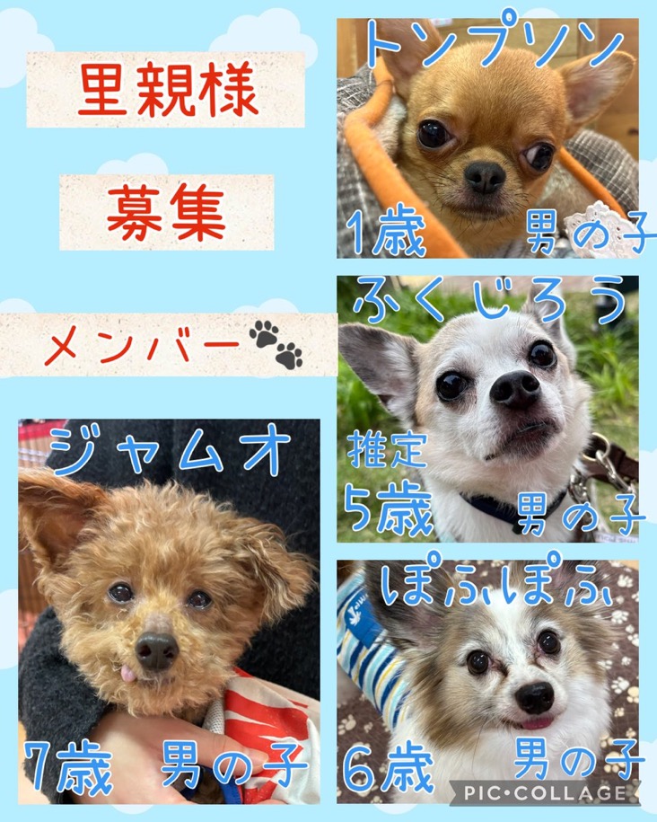 🐾今日の里親様募集中ワンコ🐶メンバーです🐾2026,5,17【保護犬カフェ天神橋店】
