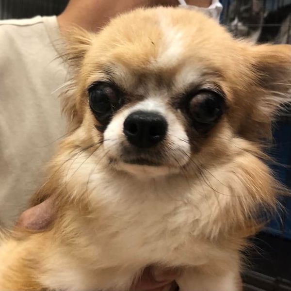 新メンバー ご紹介 22 6 24 保護犬カフェ天神橋店