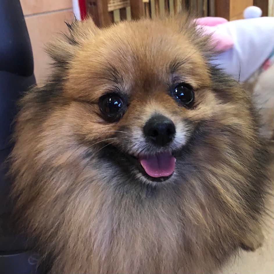 新メンバー ご紹介 22 2 14 保護犬カフェ天神橋店