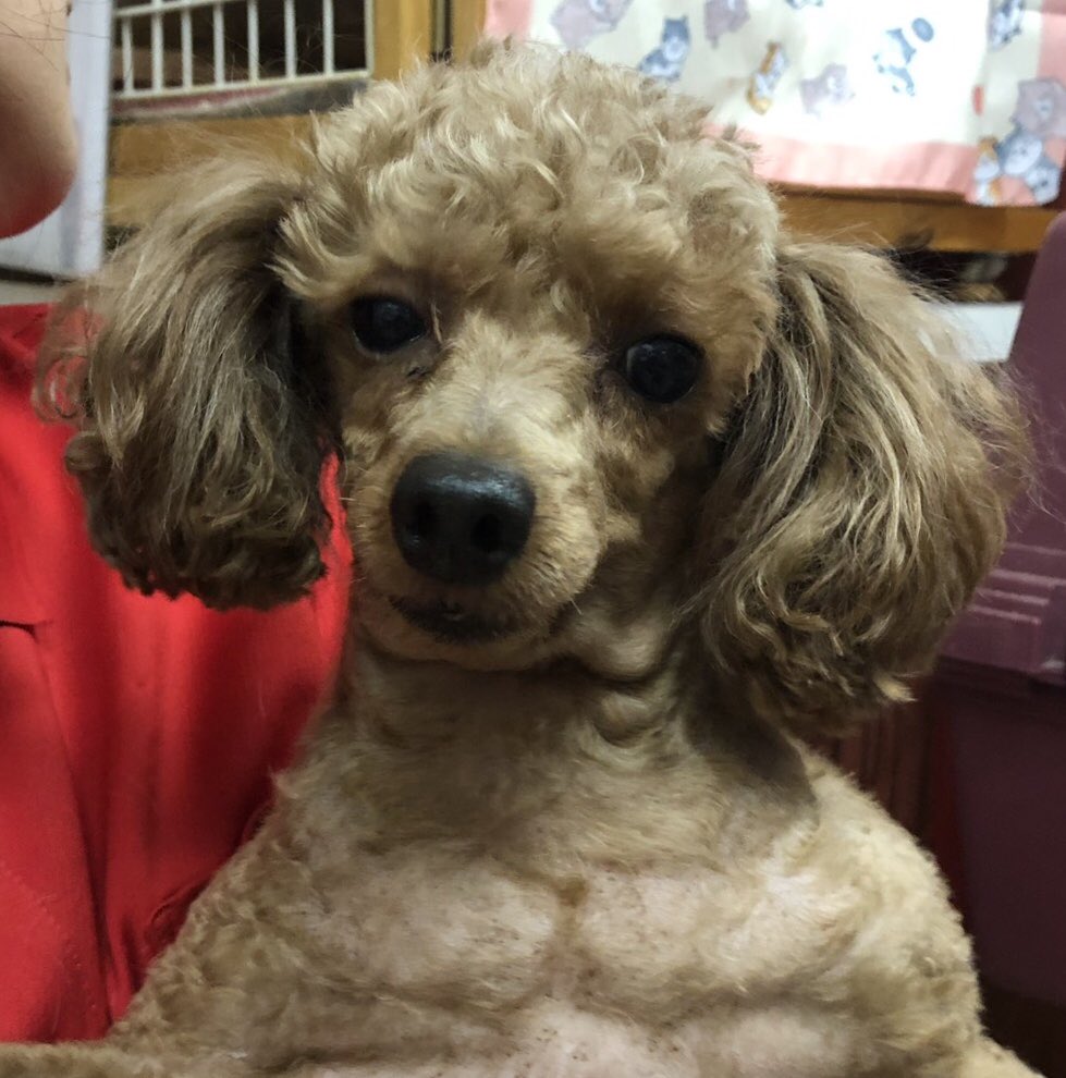 運命の赤い糸見 つけた トイプードルのベベちゃん 19 5 5