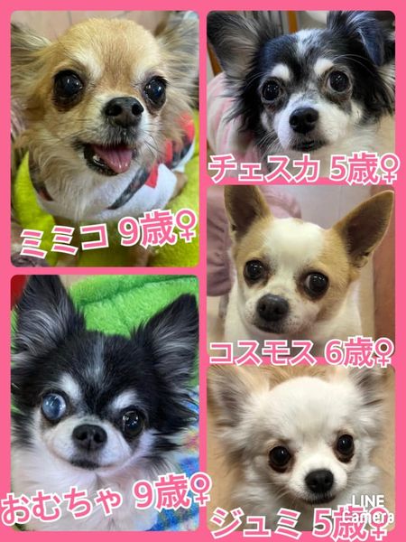 今日の里親様募集中ワンコ メンバーです 22 3 3 保護犬カフェ天神橋店
