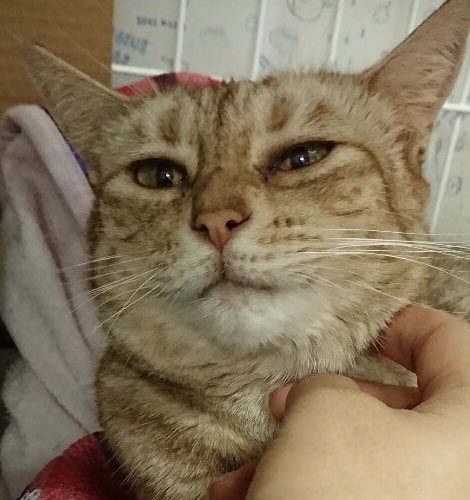 里親様募集中 オシキャットのサヤちゃん 19 9 12 里親様募集中 オシキャットのサヤちゃん 19 9 12
