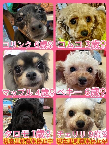 募集中です！【現在停止中】 ままならなく