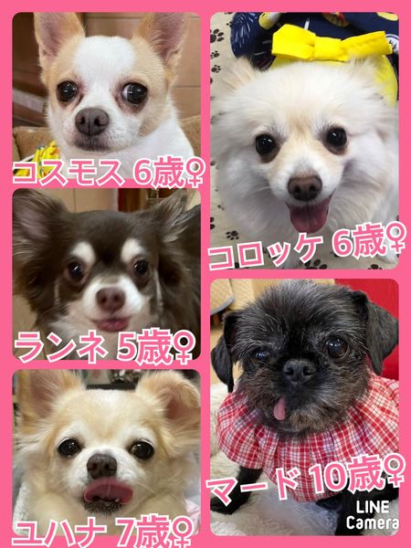 今日の里親様募集中ワンコ メンバーです 22 8 10 保護犬カフェ天神橋店