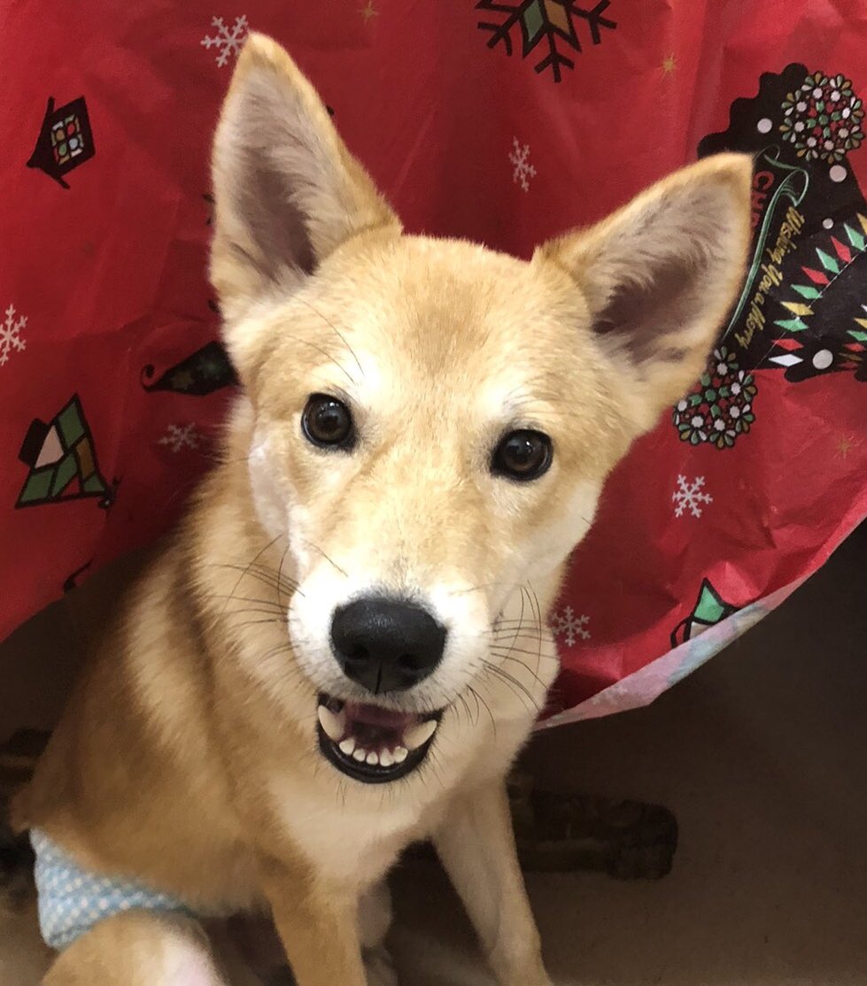運命の赤い糸見 つけた 雑種犬のあさと君 狆のナツキちゃん 19 12 29 運命の赤い糸見 つけた 雑種犬のあさと君 狆のナツキちゃん 19 12 29