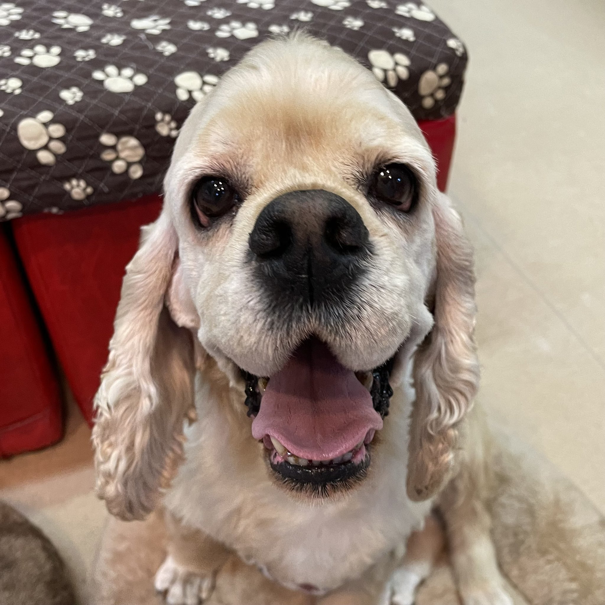 運命の赤い糸見 つけた アメリカンコッカースパニエルのメラニーちゃん 21 6 5