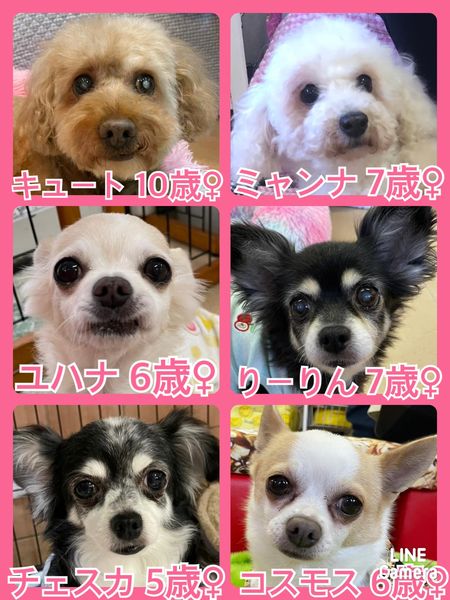 今日の里親様募集中ワンコ メンバーです 22 5 7 保護犬カフェ天神橋店