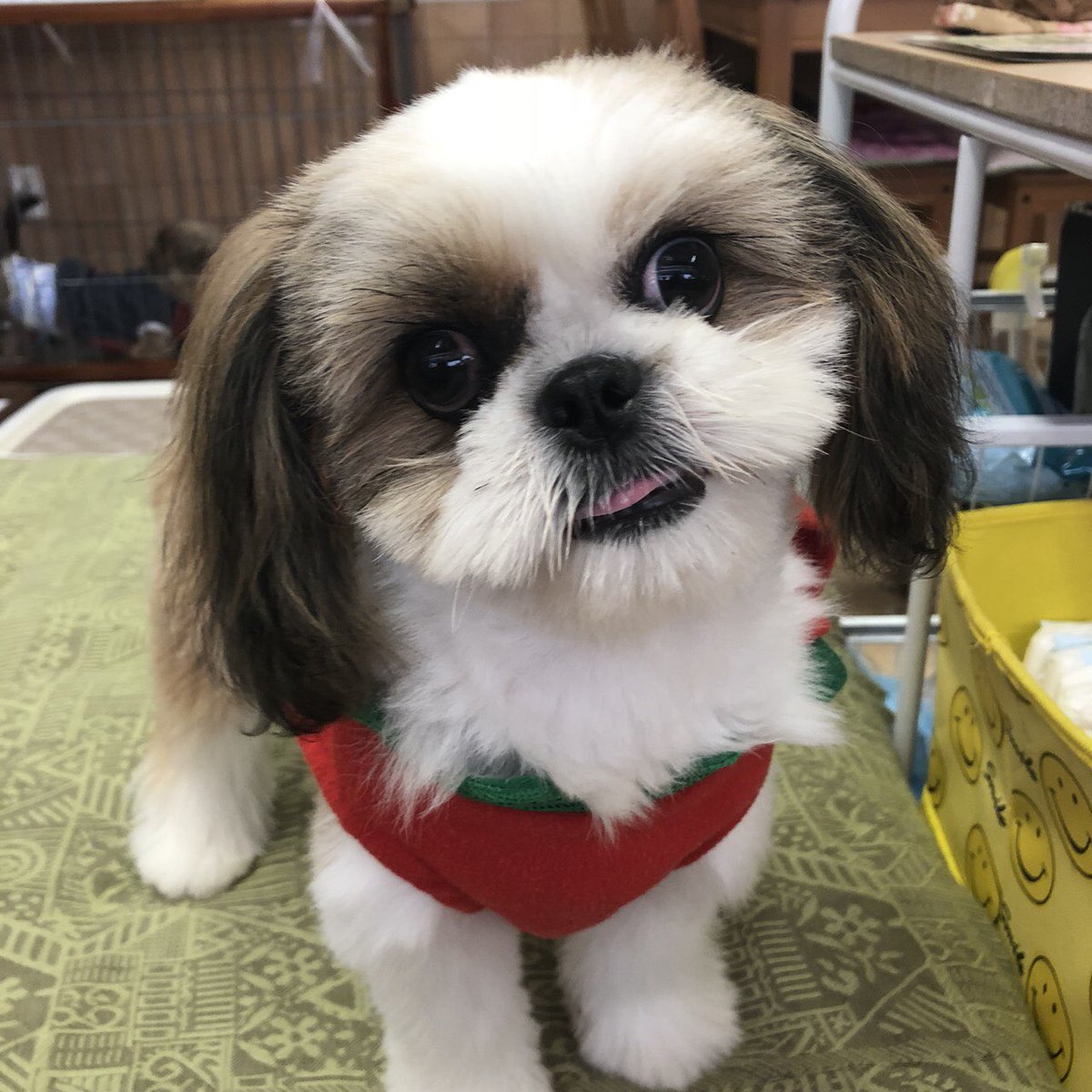 運命の赤い糸見 つけた シーズーのひらりちゃん 18 10 7 運命の赤い糸見 つけた シーズーのひらりちゃん 18 10 7