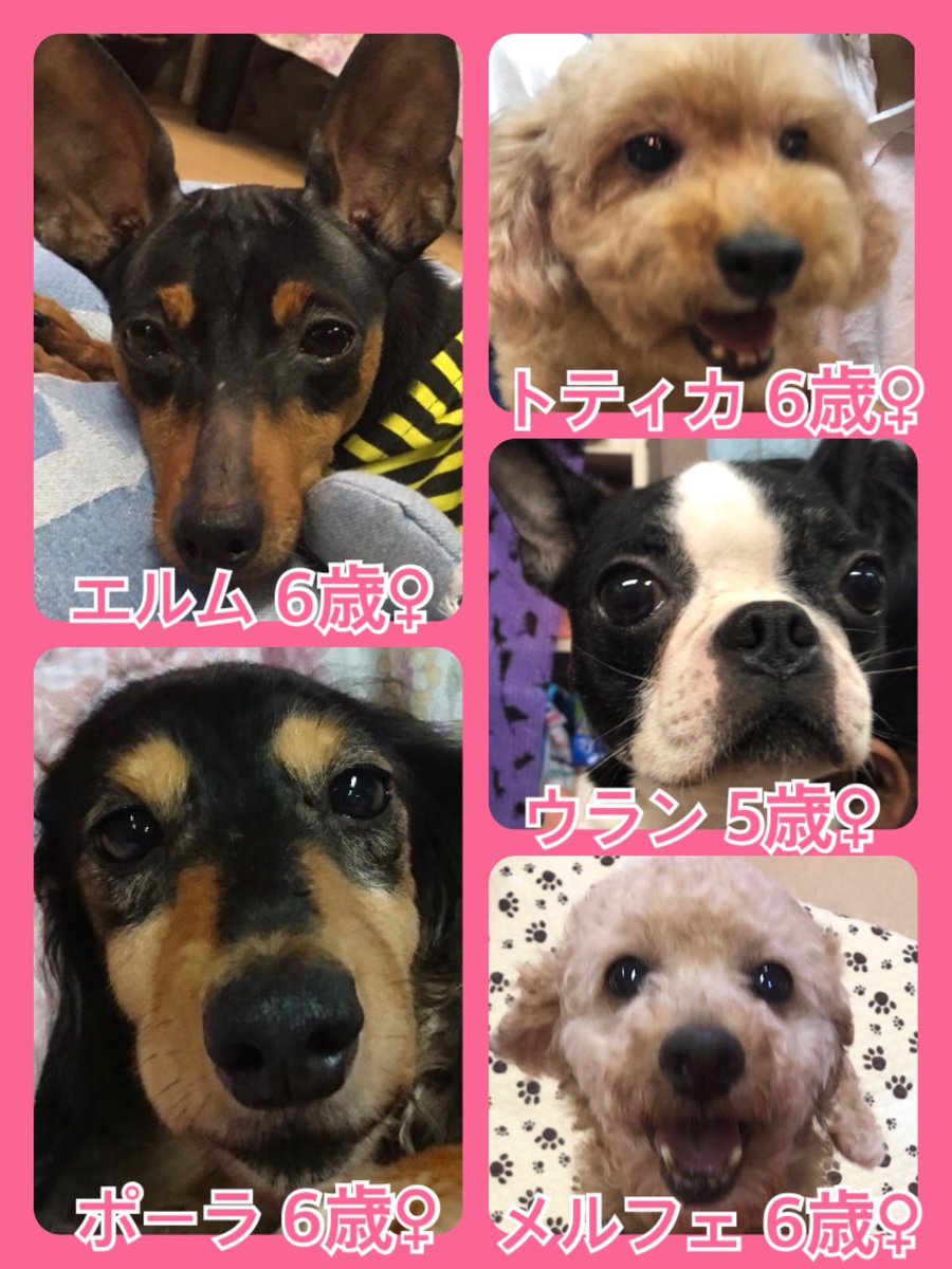 今日はニャンワンの日🐱🐶🐾今日の里親様募集中ワンコ🐶メンバーです🐾2019,9,21