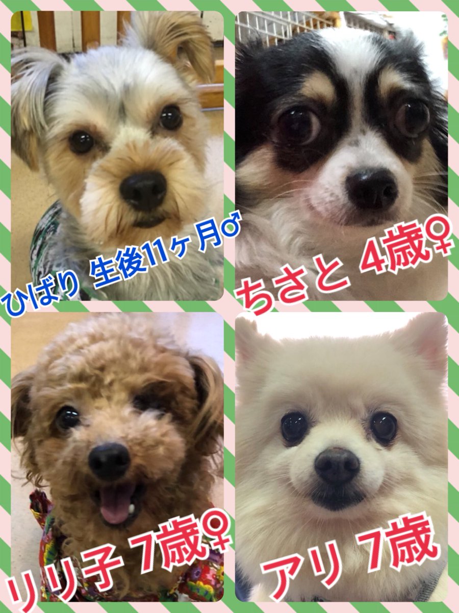 🐾今日の里親様募集中ワンコ🐶メンバーです🐾2018,7,31