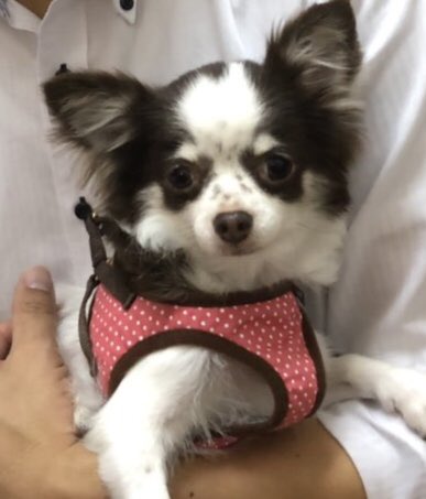 【運命の赤い糸見～つけた💓チワワのゾロメちゃん💕】2019,9,10