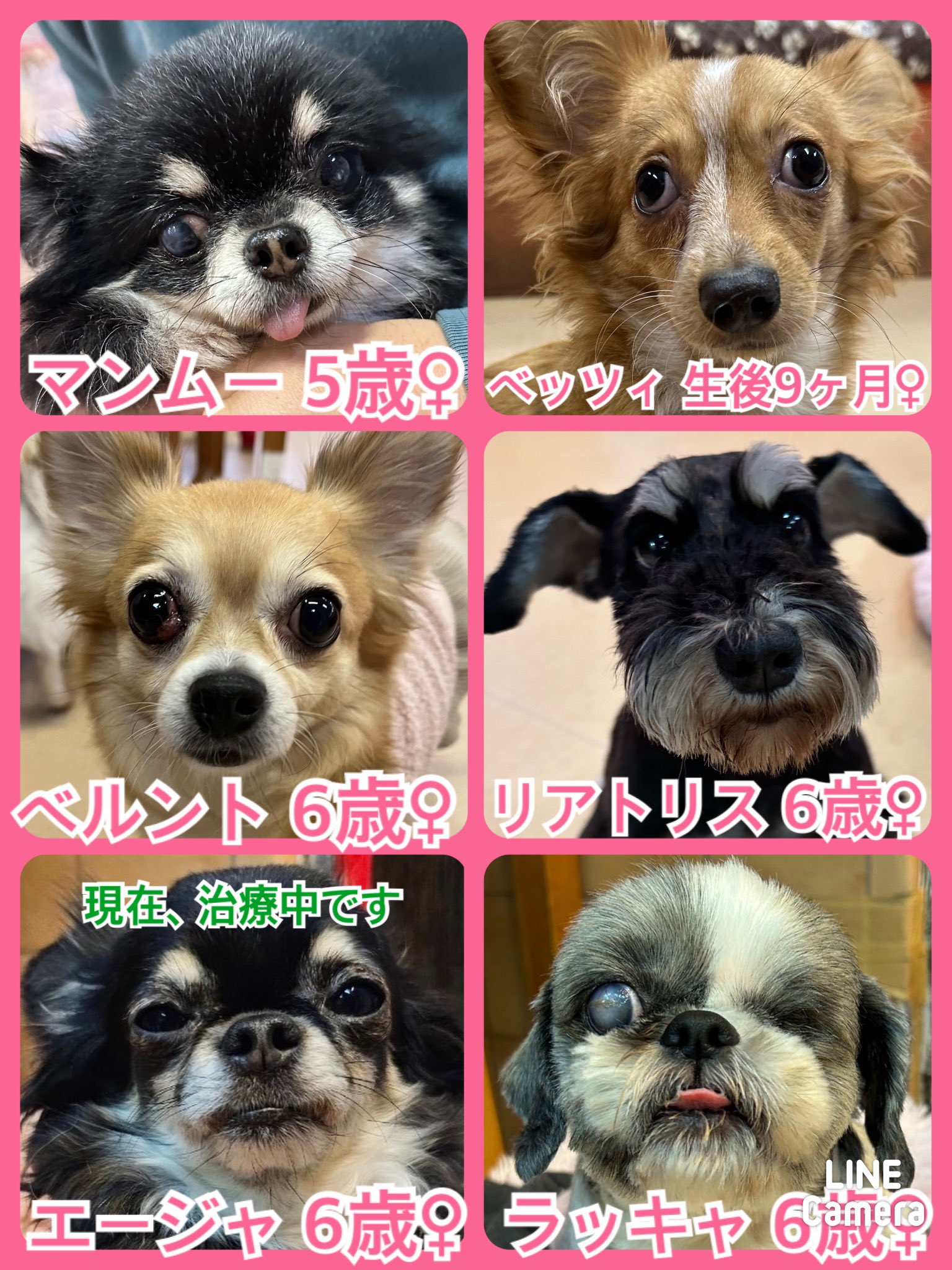 🐾今日の里親様募集中ワンコ🐶メンバーです🐾2024,2,25【保護犬カフェ天神橋店】