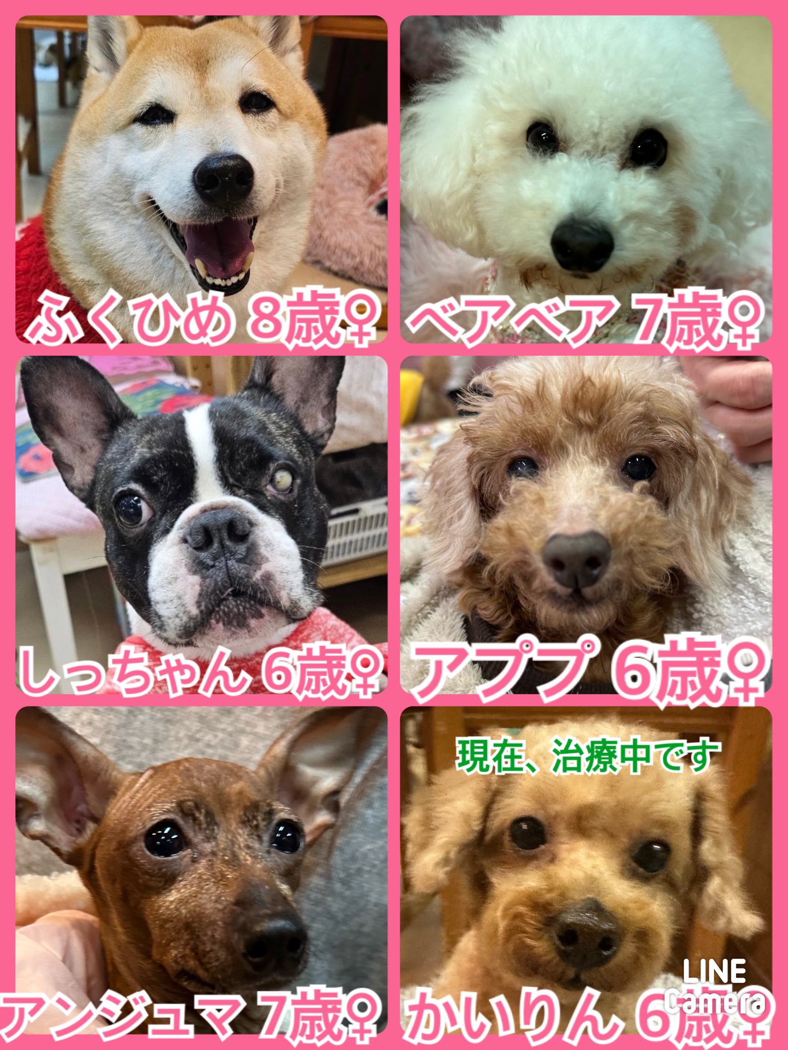 🐾今日の里親様募集中ワンコ🐶メンバーです🐾2024,2,25【保護犬カフェ天神橋店】