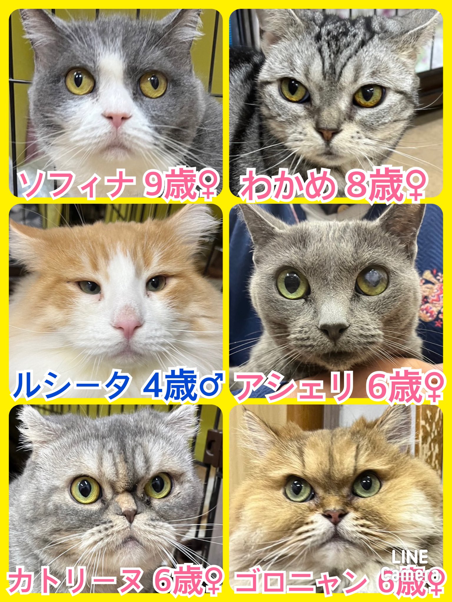 🐾今日の里親様募集中ニャンコ😺メンバーです🐾2024,3,8【保護犬カフェ天神橋店】