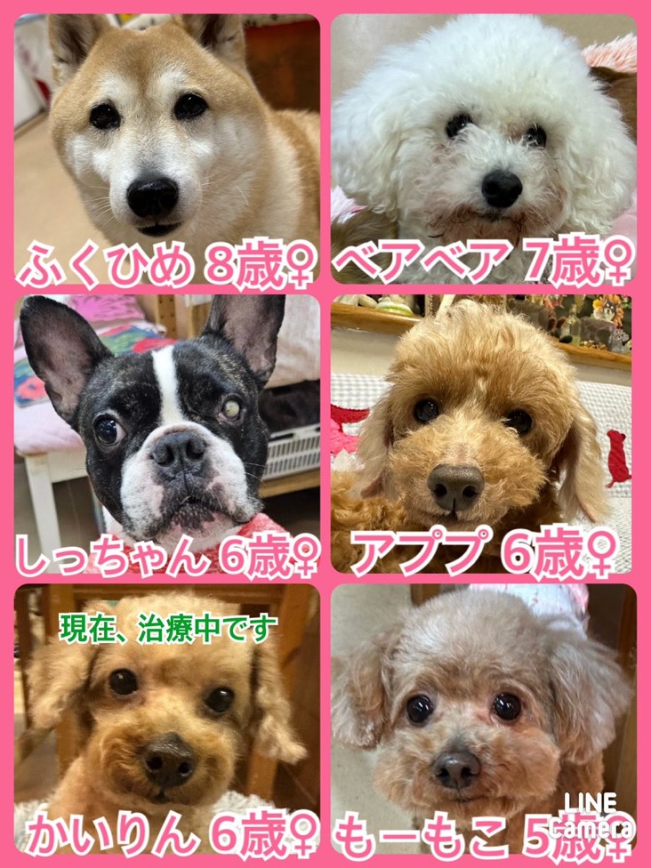 🐾今日の今日の里親様募集中ワンコ🐶メンバーです🐾2024,3,3【保護犬カフェ天神橋店】