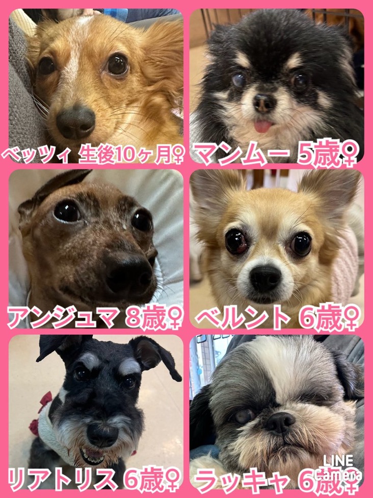 🐾今日の里親様募集中ワンコ🐶メンバーです🐾」2024,3,2【保護犬カフェ天神橋店】