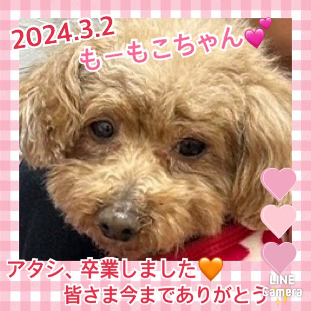 【運命の赤い糸見〜つけた❤️トイプードルのもーもこちゃん💕、Mシュナウザーのリアトリスちゃん💕】2024,3,3