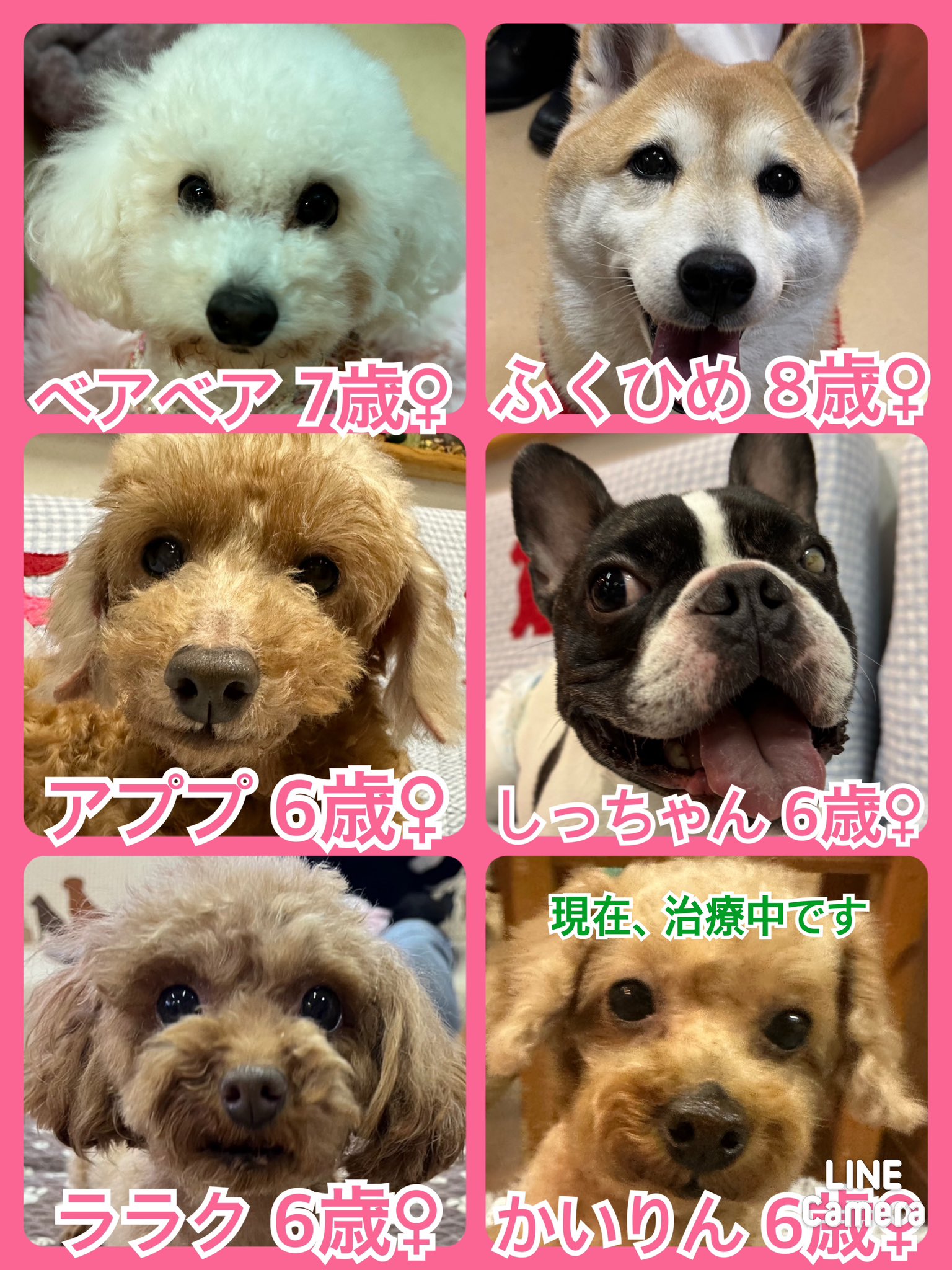 🐾今日の里親様募集中ワンコ🐶メンバーです🐾2024,3,13【保護犬カフェ天神橋店】