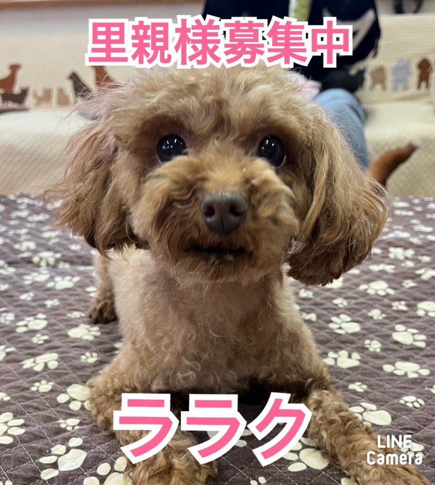 🐾新メンバー🔰ご紹介🐾2024,3,4【保護犬カフェ天神橋店】