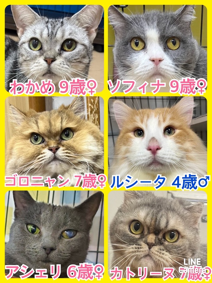 🐾今日の里親様募集中ニャンコ😺メンバーです🐾2024,3,19【保護犬カフェ天神橋店】