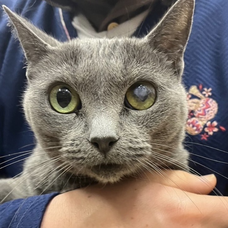 🐾今日の里親様募集中ニャンコ😺メンバーです🐾2024,4,9【保護犬カフェ天神橋店】