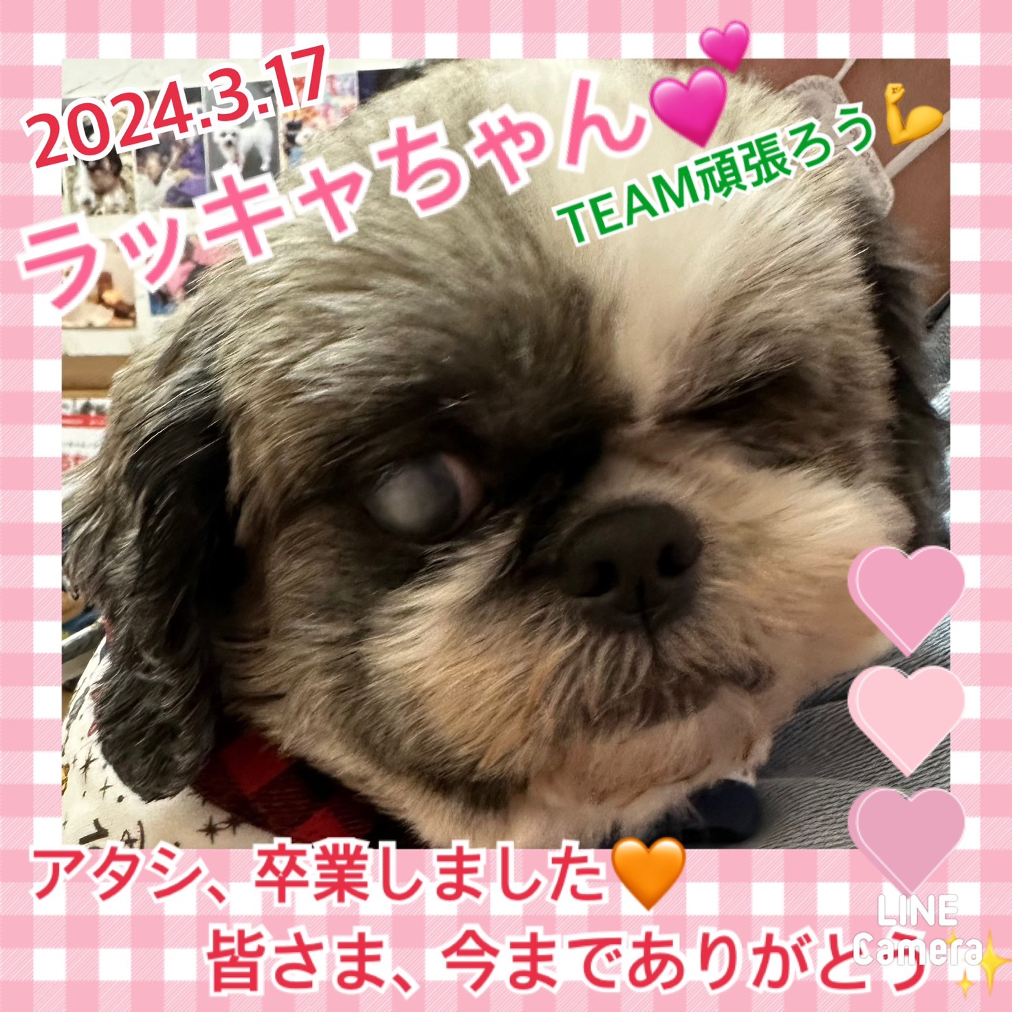 ★ラッキャ★2023,1,23ー2024,3,17【保護犬カフェ天神橋店】