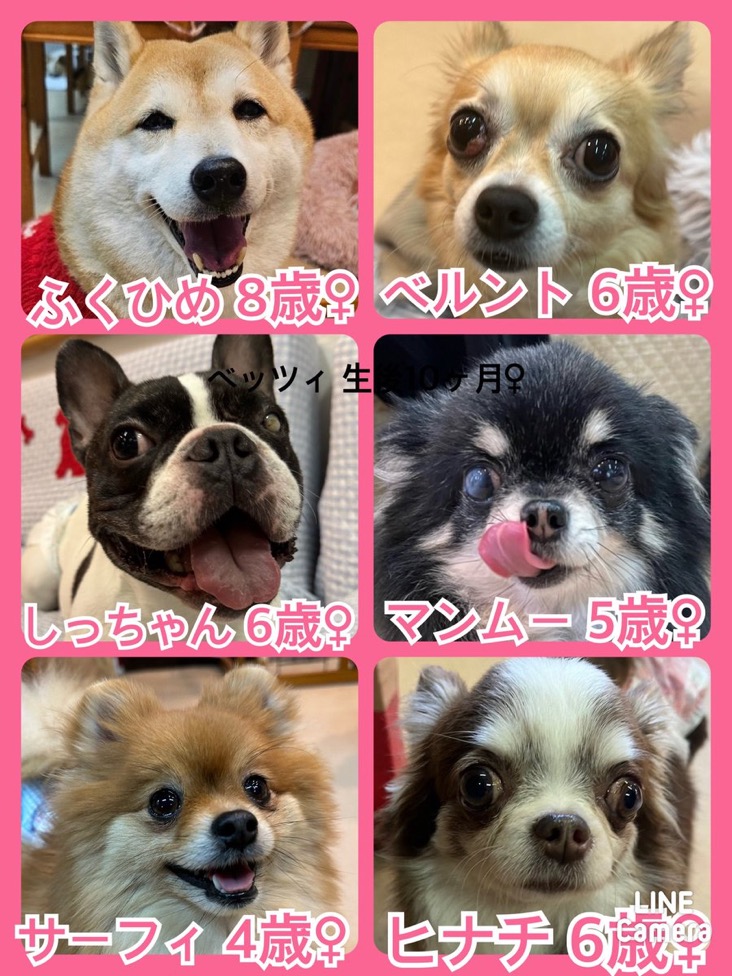 🐾今日の今日の里親様募集中ワンコ🐶メンバーです🐾2024,3,19【保護犬カフェ天神橋店】