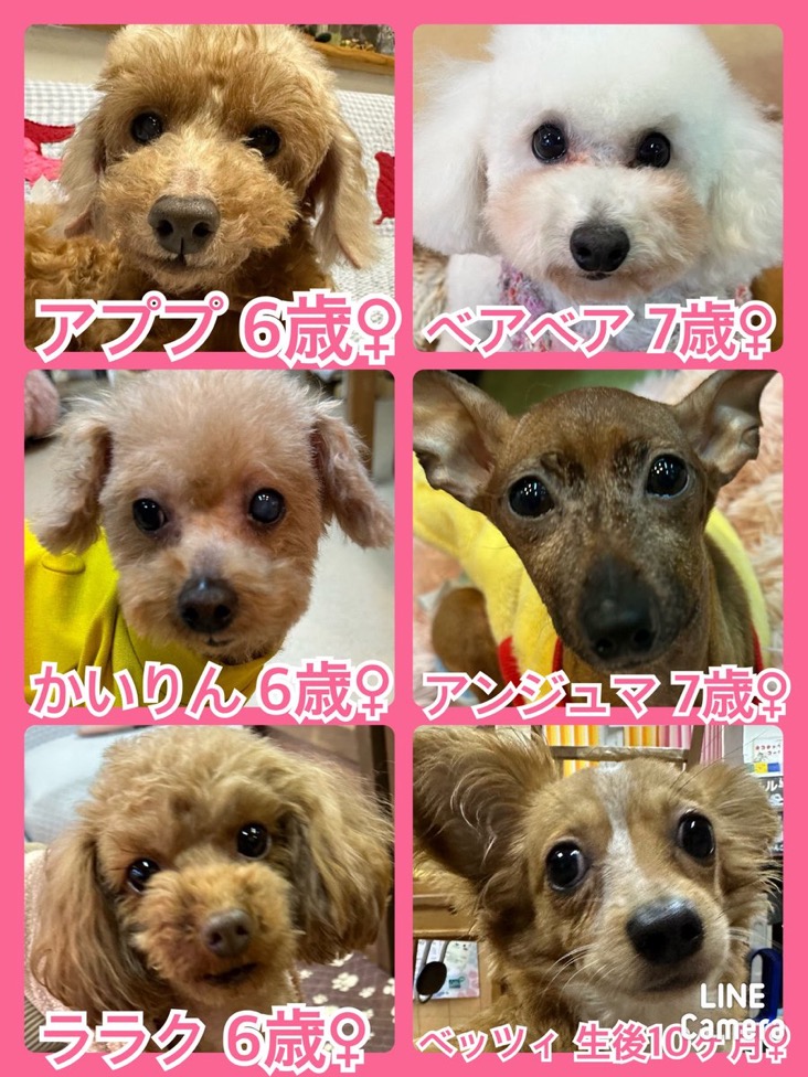 🐾今日の里親様募集中ワンコ🐶メンバーです🐾2024,3,27【保護犬カフェ天神橋店】