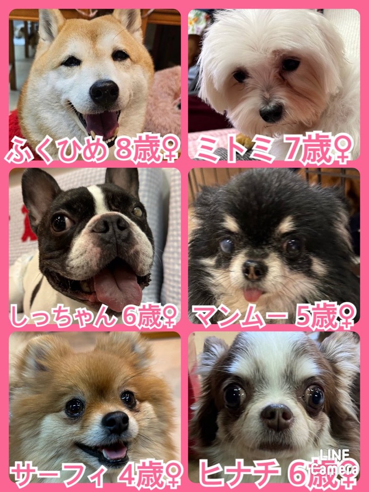 🐾今日の里親様募集中ワンコ🐶メンバーです🐾2024,3,22【保護犬カフェ天神橋店】