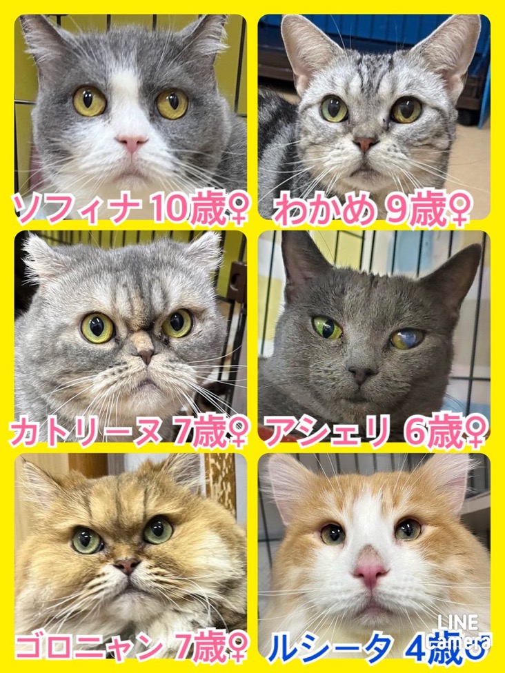 🐾今日の里親様募集中ニャンコ😺メンバーです🐾2024,3,23【保護犬カフェ天神橋店】