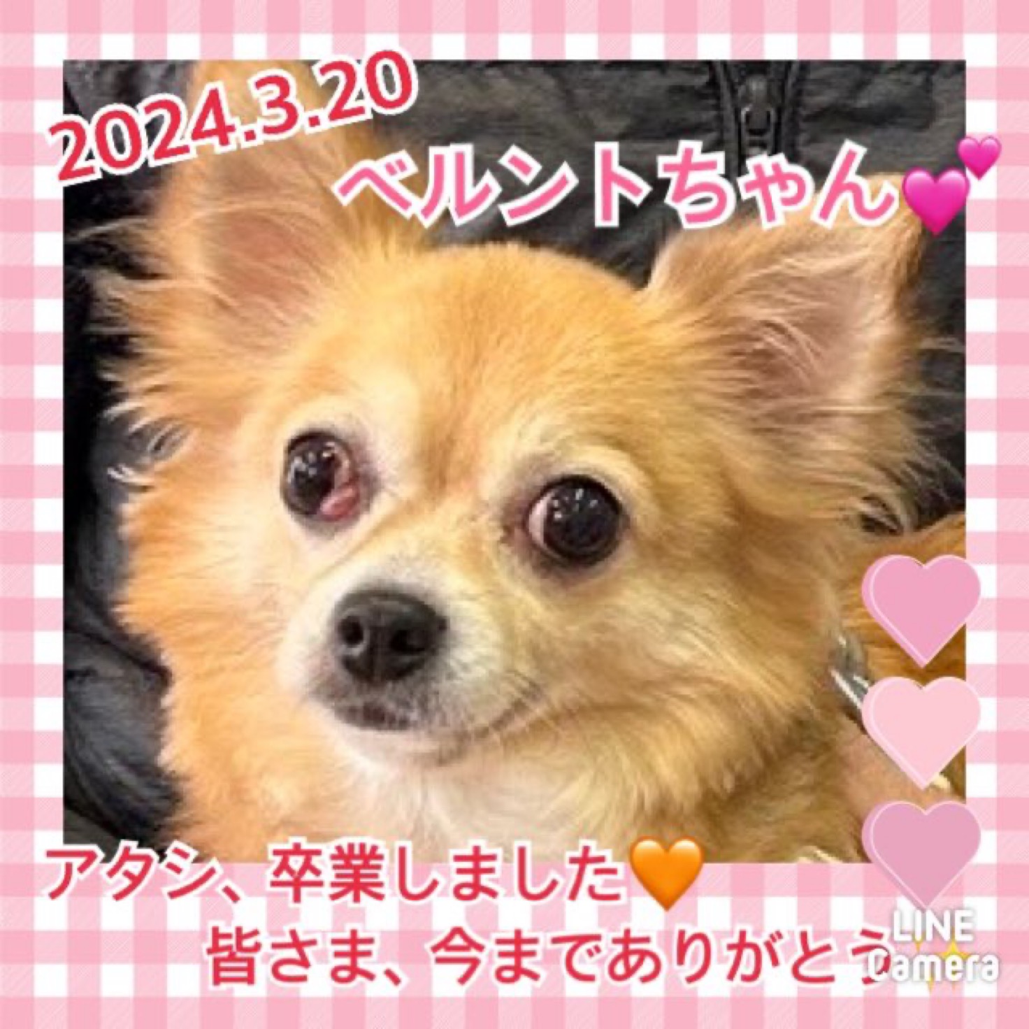 【運命の赤い糸見〜つけた❤️チワワのベルントちゃん💕】2024,3,20