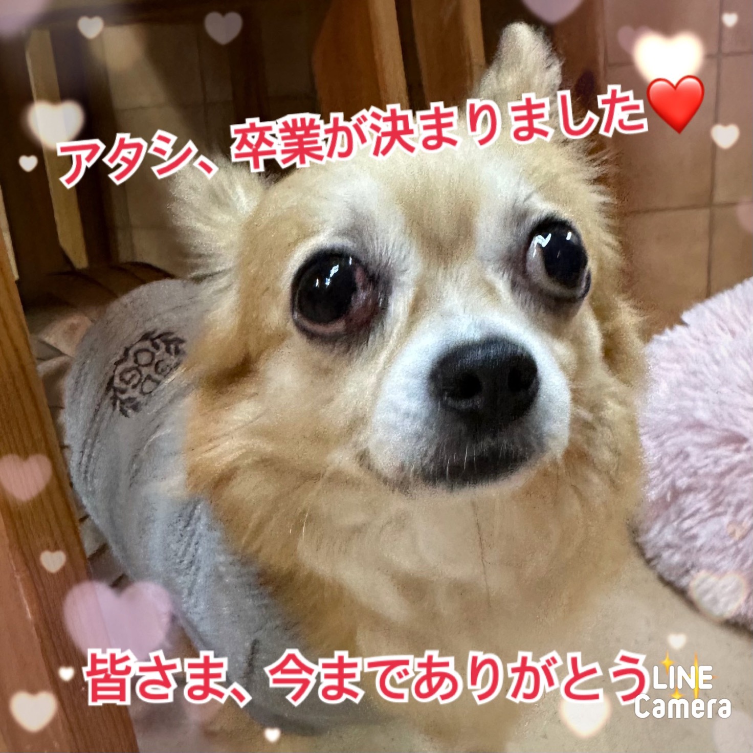 【運命の赤い糸見〜つけた❤️チワワのベルントちゃん💕】2024,3,20