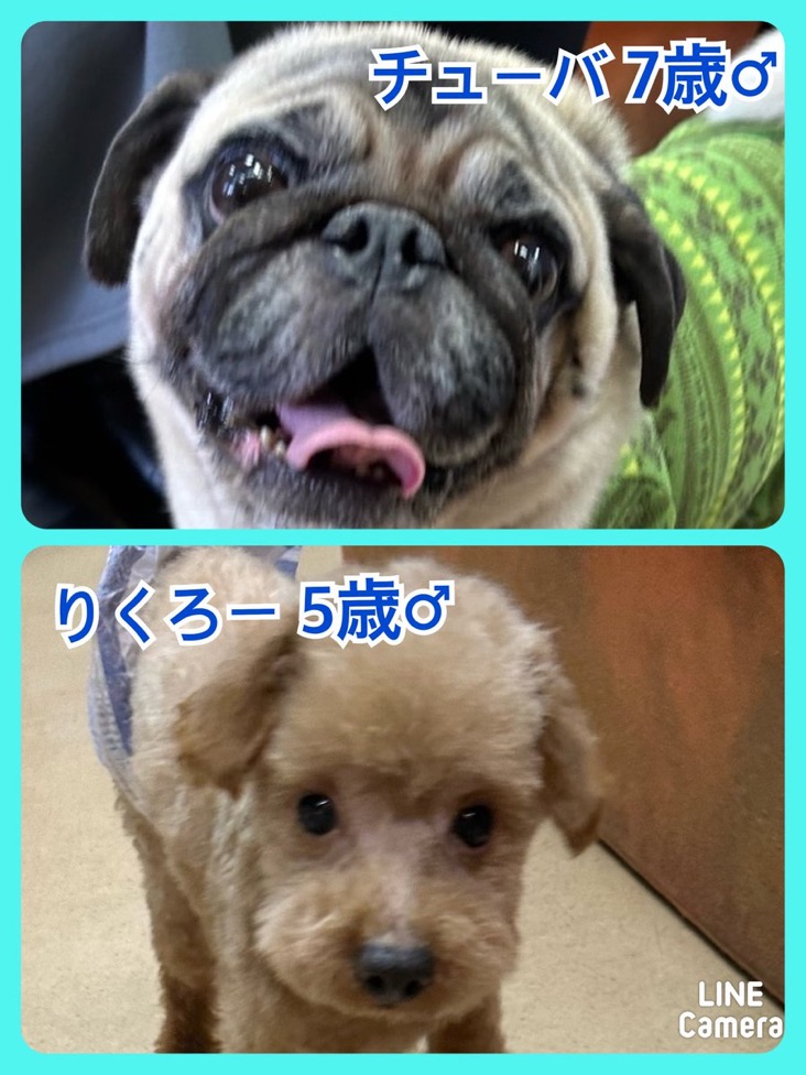 🐾今日の里親様募集中ワンコ🐶メンバーです🐾2024,3,23【保護犬カフェ天神橋店】