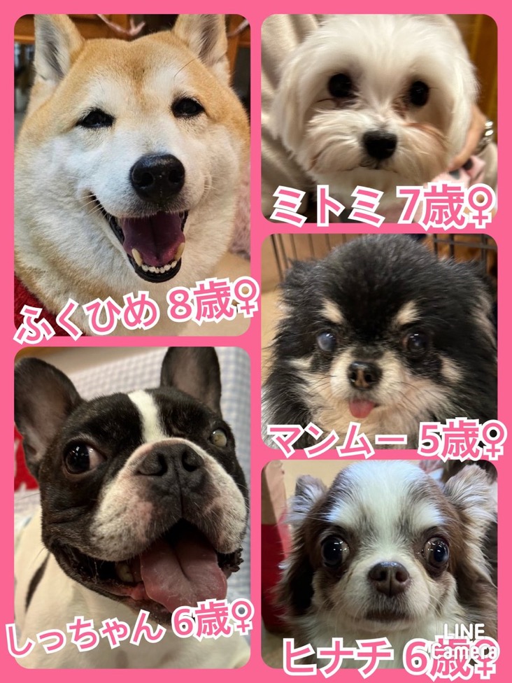 🐾今日の里親様募集中ワンコ🐶メンバーです🐾2024,3,24【保護犬カフェ天神橋店】