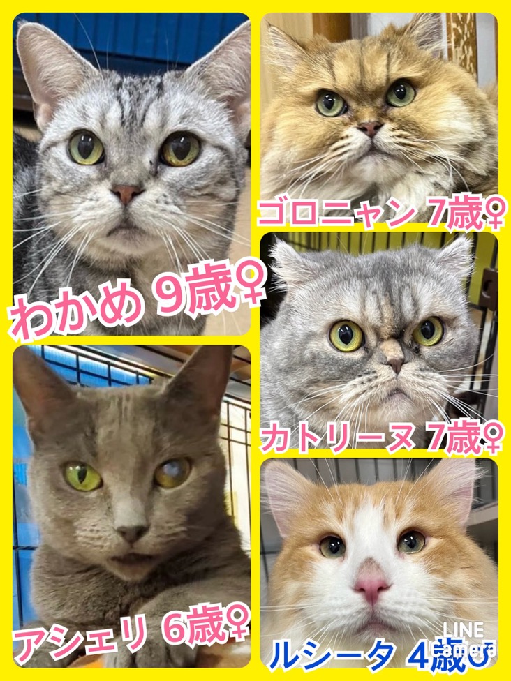 🐾今日の里親様募集中ニャンコ😺メンバーです🐾2024,3,27【保護犬カフェ天神橋店】