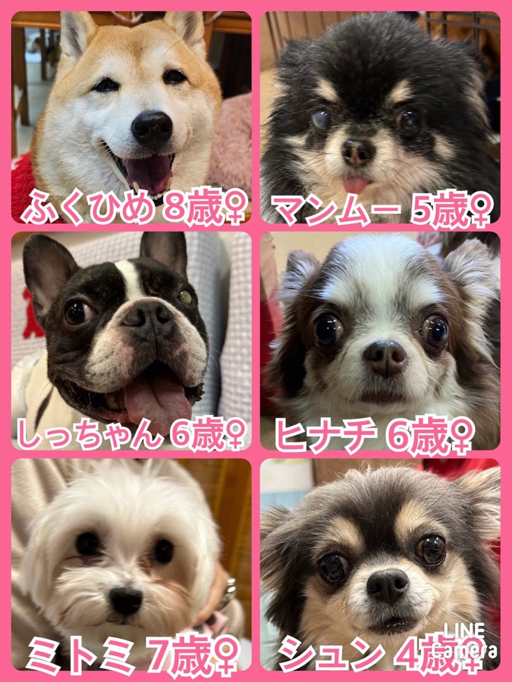 🐾今日の里親様募集中ワンコ🐶メンバーです🐾2024,3,20【保護犬カフェ天神橋店】