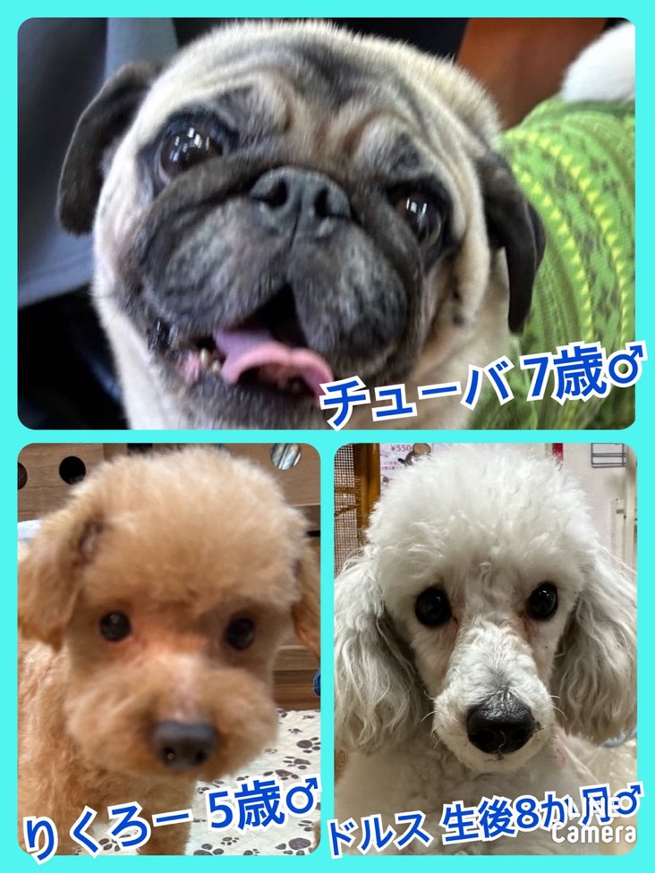 🐾今日の里親様募集中ワンコ🐶メンバーです🐾2024,3,27【保護犬カフェ天神橋店】