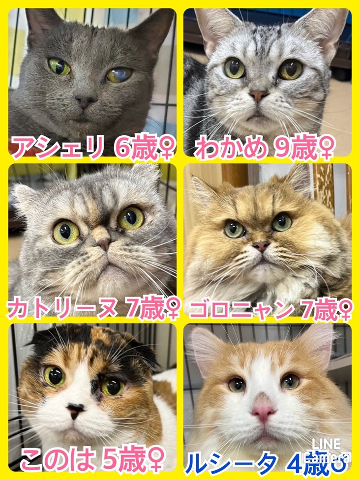 🐾今日の里親様募集中ニャンコ😺メンバーです🐾2024,4,10【保護犬カフェ天神橋店】