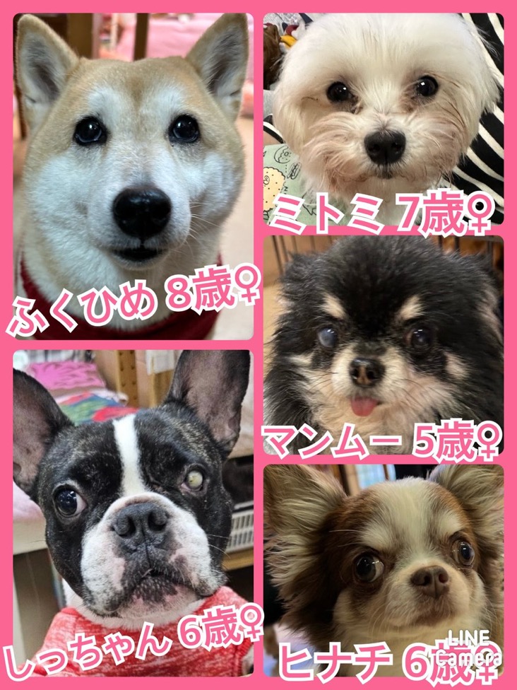 🐾今日の里親様募集中ワンコ🐶メンバーです🐾2024,4,9【保護犬カフェ天神橋店】