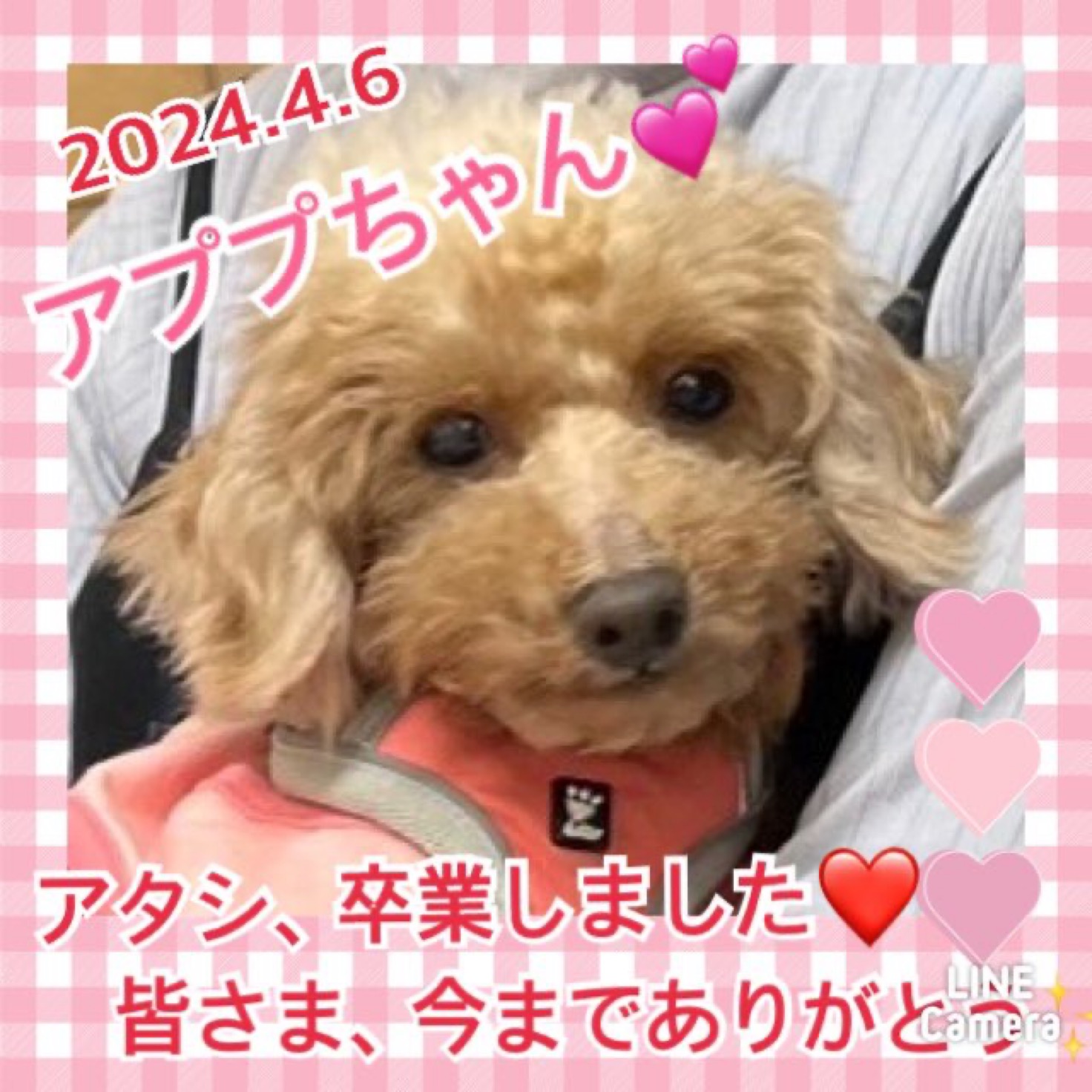 【運命の赤い糸見〜つけた❤️トイプードルのアププちゃん💕、チワワとダックスのベッツィちゃん💕】2024,4,6