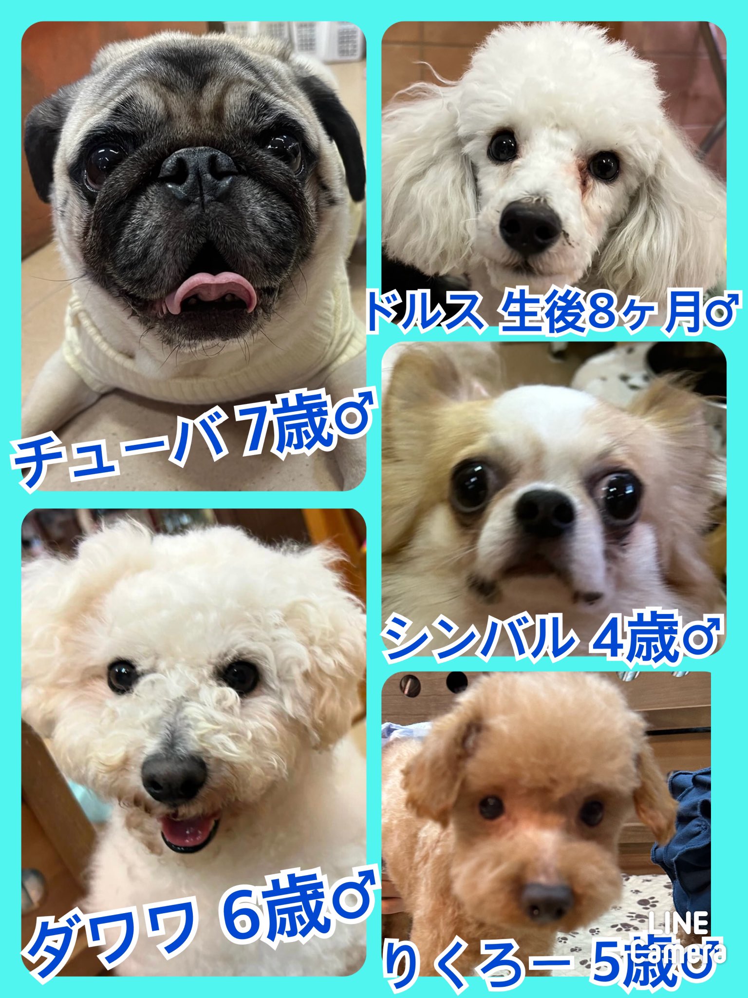 🐾今日の里親様募集中ワンコ🐶メンバーです🐾2024,4,9【保護犬カフェ天神橋店】