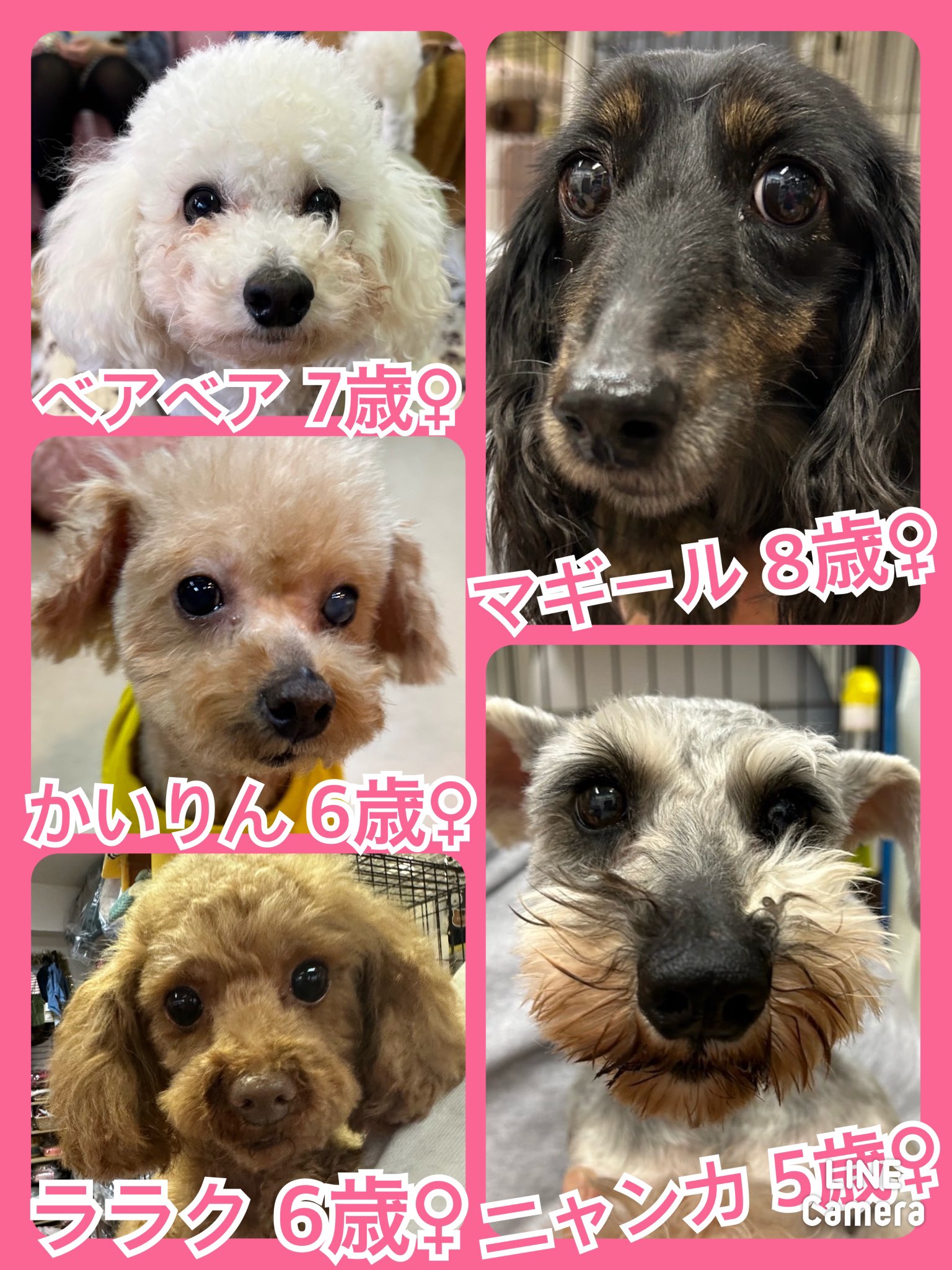 🐾今日の里親様募集中ワンコ🐶メンバーです🐾2024,4,10【保護犬カフェ天神橋店】