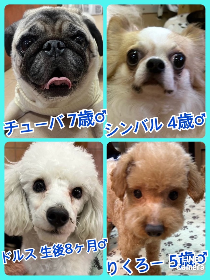 🐾今日の里親様募集中ワンコ🐶メンバーです🐾2024,4,11【保護犬カフェ天神橋店】