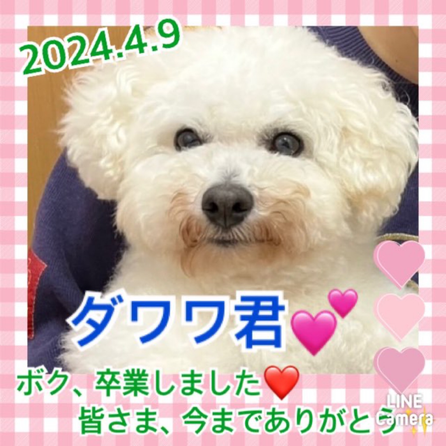 ★ダワワ★2024,4,1ー2024,4,9【保護犬カフェ天神橋店】