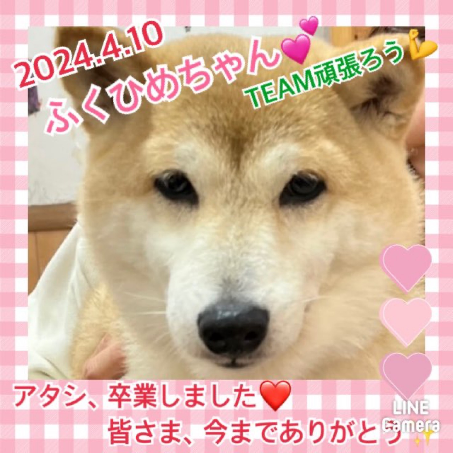 【運命の赤い糸見〜つけた❤️柴犬のふくひめちゃん💕】2024,4,10