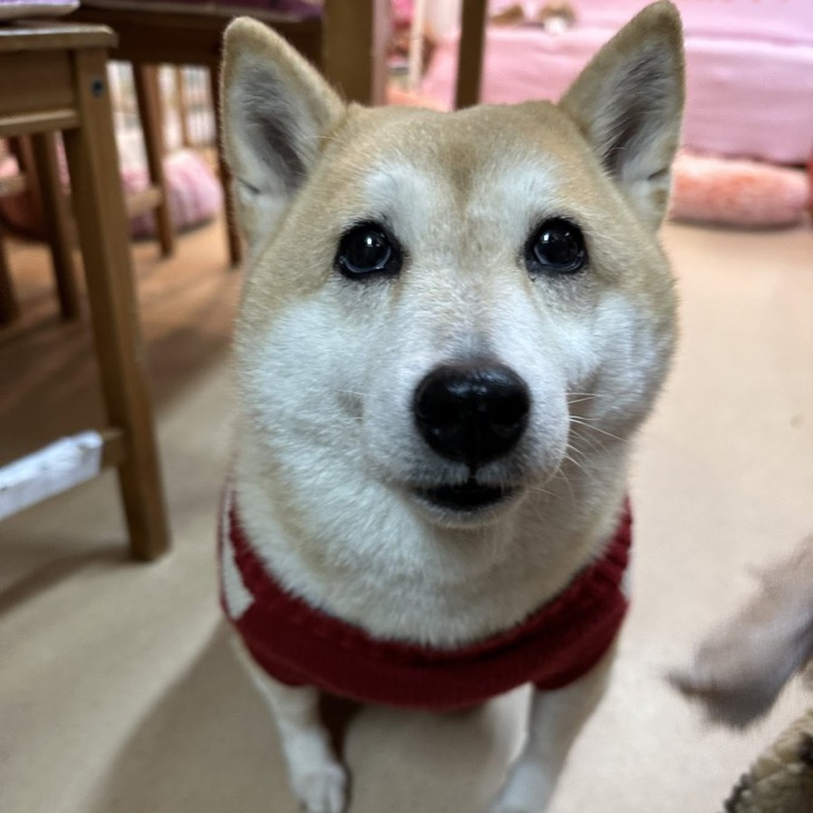 【運命の赤い糸見〜つけた❤️柴犬のふくひめちゃん💕】2024,4,10