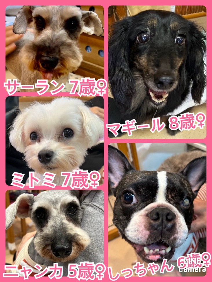 🐾今日の里親様募集中ワンコ🐶メンバーです🐾2024,4,12【保護犬カフェ天神橋店】