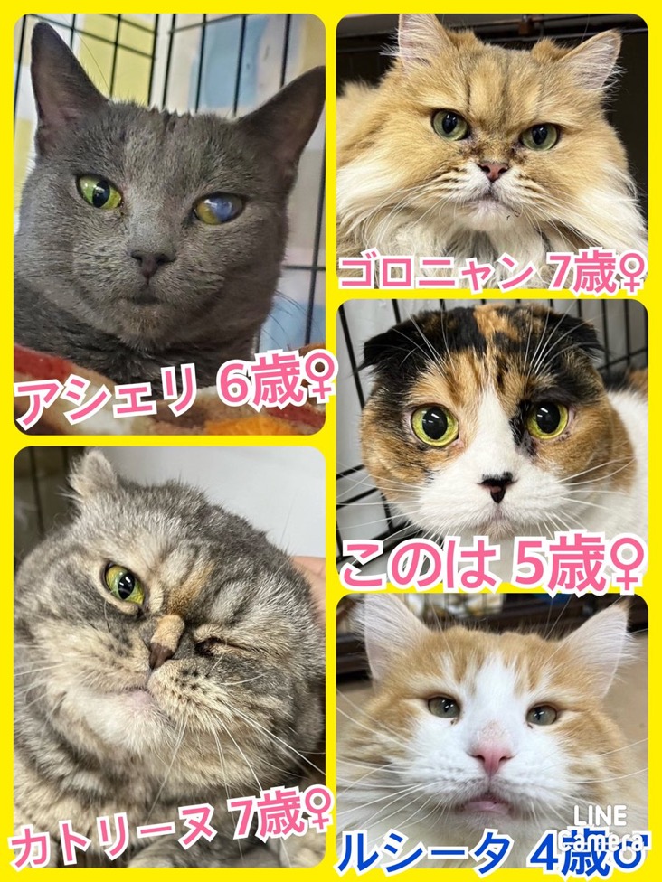 🐾今日の里親様募集中ニャンコ😺メンバーです🐾2024,4,20【保護犬カフェ天神橋店】