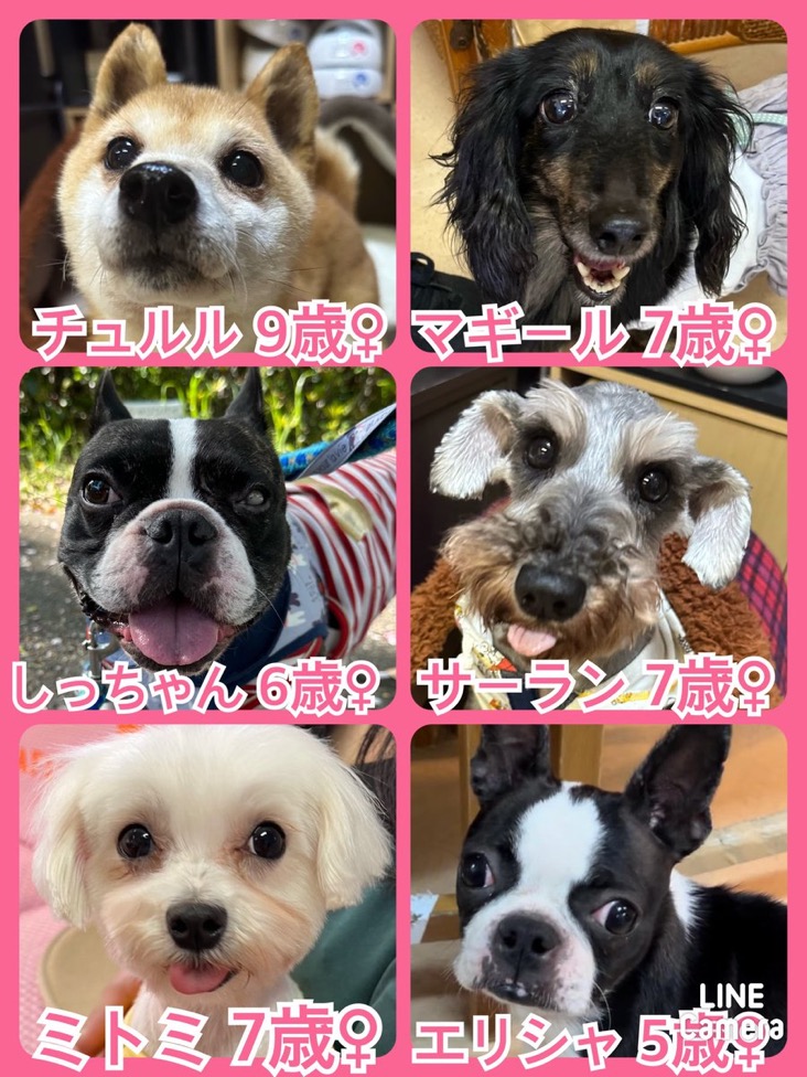 🐾今日の里親様募集中ワンコ🐶メンバーです🐾2024,4,20【保護犬カフェ天神橋店】2024