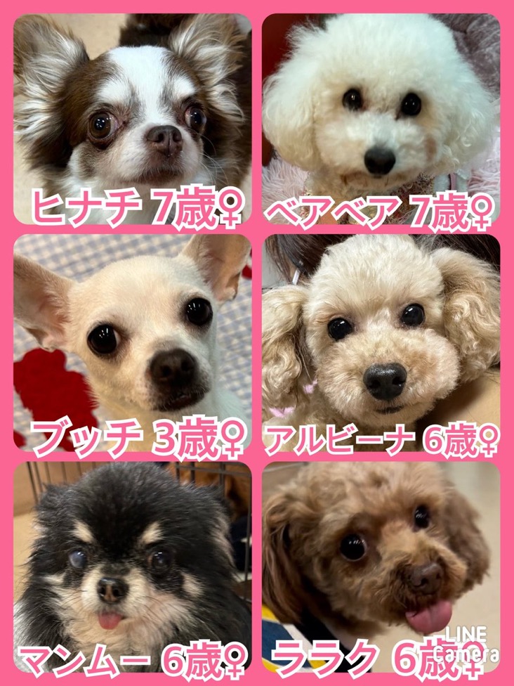 🐾今日の里親様募集中ワンコ🐶メンバーです🐾2024,4,25【保護犬カフェ天神橋店】